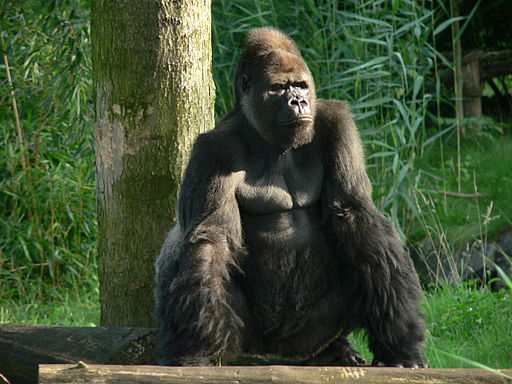 Gorilla_zoo-leipzig