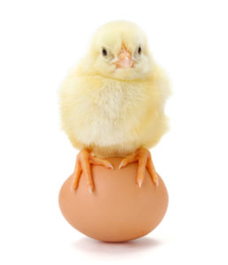 Goedaardig middernacht oogst De Kip-Ei van verantwoordelijkheid en bevoegdheid – ZiPconomy